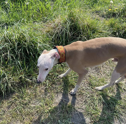 Greyhound Glamour Martingale Collar