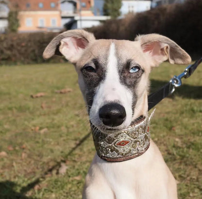 Greyhound Glamour Martingale Collar